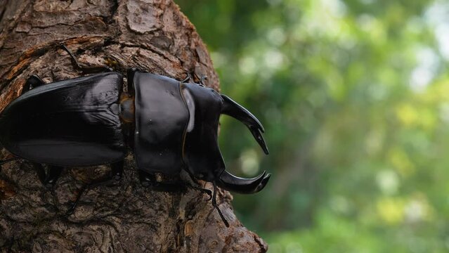 オオクワガタが木の上で動く4Kスローモーション動画
