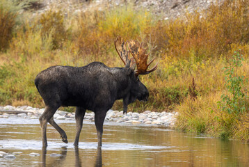 Bull Moose During the Rut in Wyoming in Atuumn