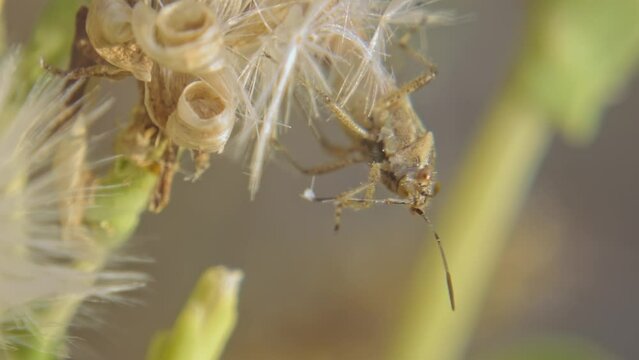Insect Rhopalidae cleans its proboscis sitting on fluff of plant close-up. True Bug insect looking at camera, garden pest macro shot