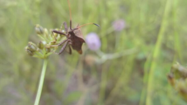 Brown insect Dock bug climbs a dill plant close-up. Coreus marginatus insect look at the camera moving its antennae