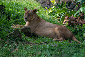 Naklejka na ściany i meble Female of The lion, Panthera leo is a large cat of the genus Panthera 