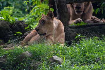 Female of The lion, Panthera leo is a large cat of the genus Panthera 