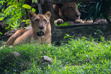 Female of The lion, Panthera leo is a large cat of the genus Panthera 