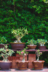Group of beautiful Desert rose Bonsai trees growing in clay plant pots on shelf in home gardening area and vertical frame