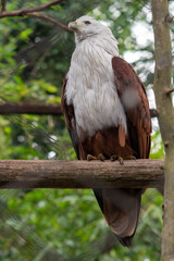 The brahminy kite, Haliastur indus, formerly known as the red backed sea eagle, is a medium sized bird of prey in the family Accipitridae