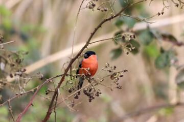 A beautiful animal portrait of a Bull Finch perched on a tree