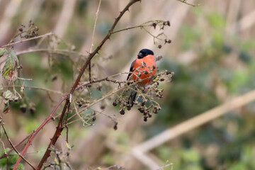 A beautiful animal portrait of a Bull Finch perched on a tree