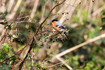 A beautiful animal portrait of a Bull Finch perched on a tree