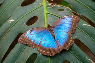 Blue morpho butterfly on a leaf