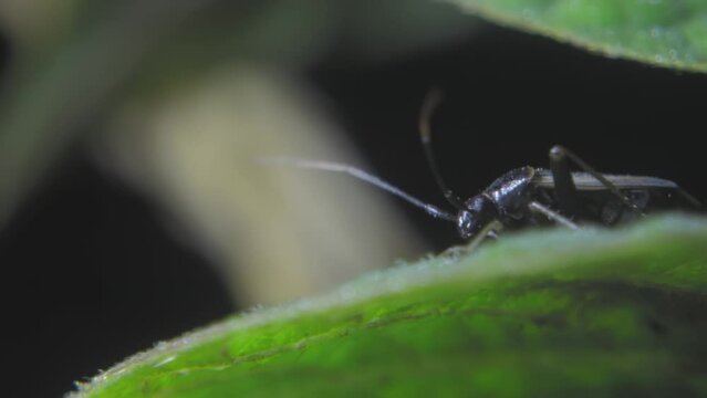 Nocturnal life of insects of the genus Lygus on bean flowers and leaves. Insects, garden pests, from the order of True Bugs move their antennae while sitting on a plant