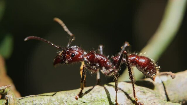 Closeup of a bullet ant in the sun