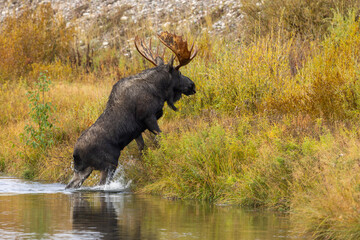 Bull Moose During the Rut in Wyoming in Atuumn