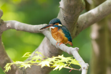 葉が緑色の紅葉の木にとまるカワセミ