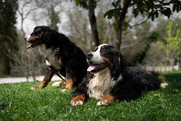 Beautiful Bernese Mountain Dog Relaxing on Green Grass