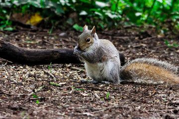 A stunning autumnal animal portrait of a Squirrel eating in the woods.