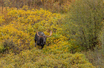 Bull Moose During the Rut in Wyoming in Atuumn