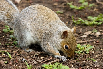 A stunning animal portrait of a Grey Squirrel looking for food