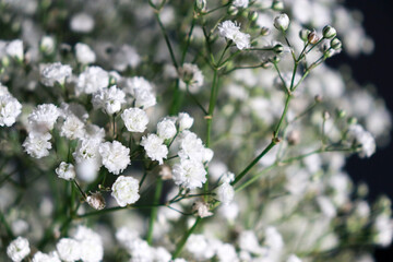 beautiful small white gypsophila flowers, dark background with copy space