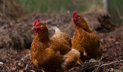 Two Chickens in their natural habitat