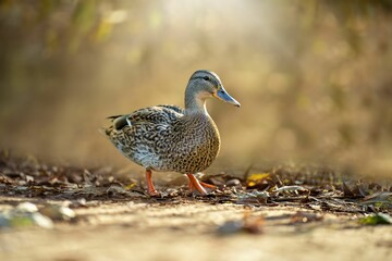 Selective focus of the mallard or wild duck (Anas platyrhynchos) standing on the ground