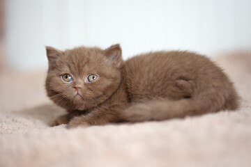 Edle Britisch Kurzhaar Katzen - imposant und selten  Odd eyed