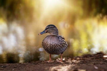 Selective focus of the mallard or wild duck (Anas platyrhynchos) standing on the ground