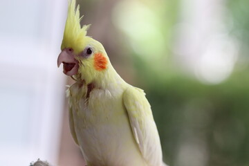 My pet, Lutino Cockatiel, opens his mouth and chirps happily on blurred background