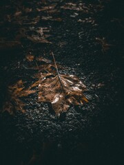 Beautiful view of a fallen fall leaf