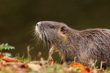 Nutria is walking on the ground full of colorful fallen leaves during the autumn.