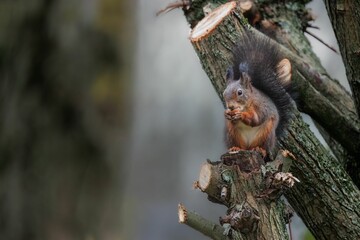 Image of a single red squirrel on the branch of tree.