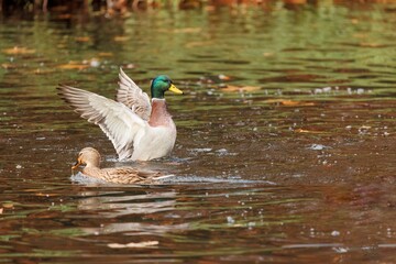 Image of Domestic ducks swimming and flyingon the water during the autumn.