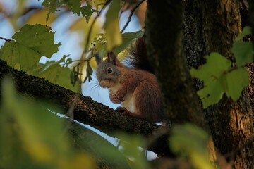 Image of a single red squirrel on the branch of tree.