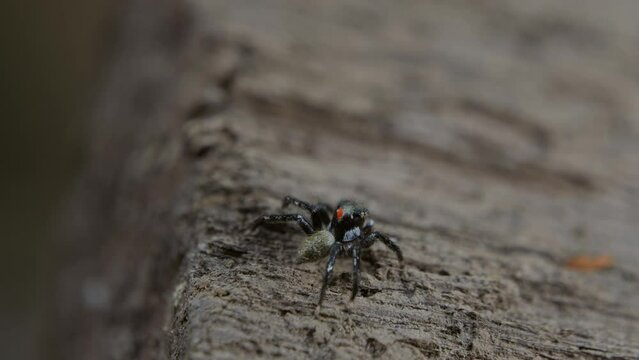 Small jumping spider on a log in a rainforest