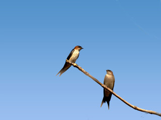 Streak- throated Swallow