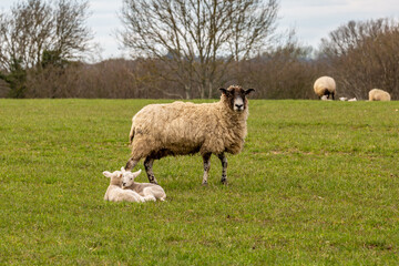 Obraz premium A ewe standing in a field with her lambs laying down next to her