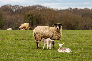 Fototapeta premium Two lambs and a ewe in the Sussex countryside, with a shallow depth of field