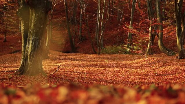 HD of the colorful forest in the autumn