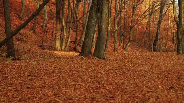 HD of the colorful forest in the autumn