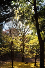 奈良公園　秋・落ち葉と鹿