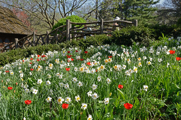 Blossoming paradise in Central Park in New York City on sunny spring day. Daffodils and red tulips