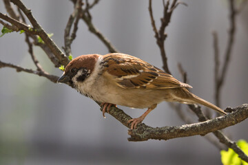 sparrow on a branch