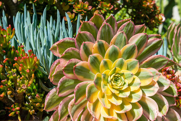 Beautiful large sunburst succulent (aeonium davidbramwellii) striped with green and yellow with...