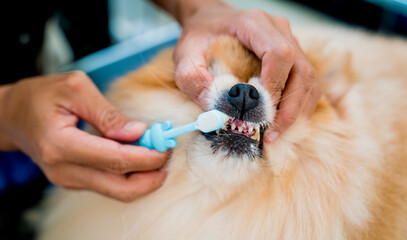 Groomer cleans s Pomeranian dog teeth at grooming salon.