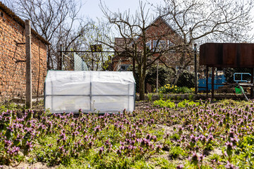 little mobile film covered greenhouse in village garden on sunny spring day
