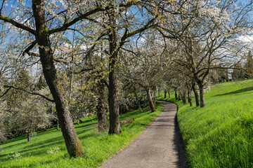 Blühende Kirschbaumallee im April