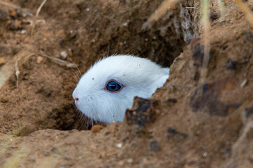 Bunny in a hole 1
