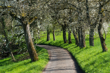 Blühende Kirschbaumallee im April