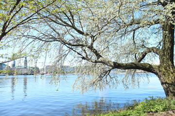 Binnenalster Hamburg
