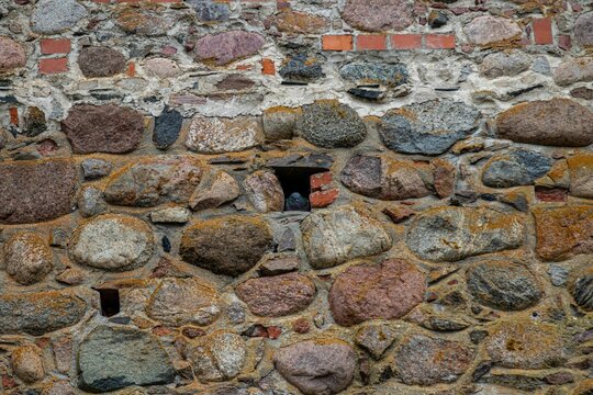 Pigeon perched in a crack in a stone wall of a castle