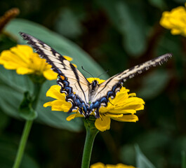 Butterfly enjoying a zinnia flower
